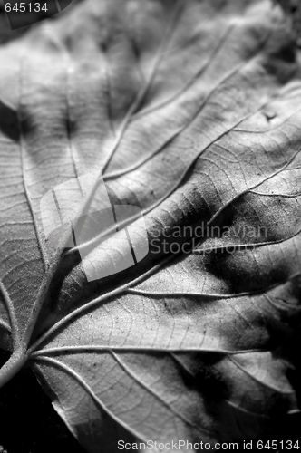 Image of Leaf