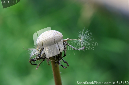 Image of Dandelion