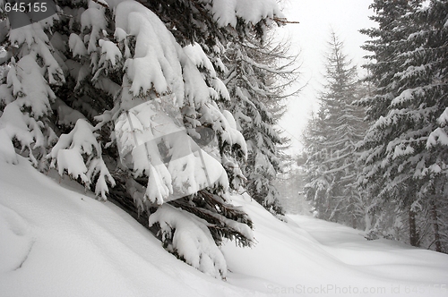 Image of Winter