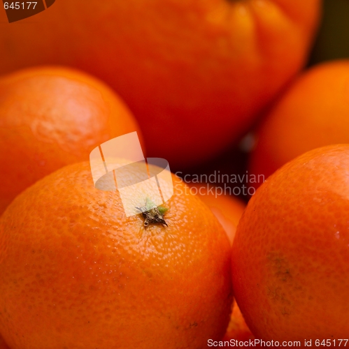 Image of Tangerine