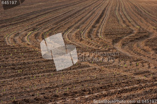 Image of Soil