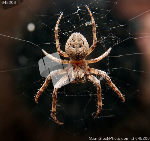 Image of Spider