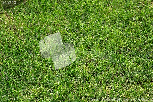 Image of Grass