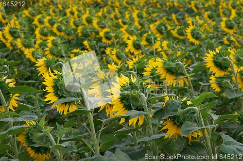 Image of Sunflowers