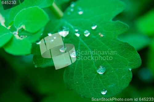 Image of Leaves