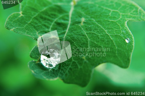 Image of Raindrop