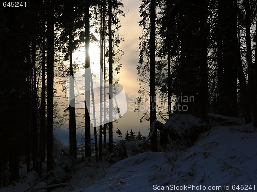 Image of Silhouettes of Trees