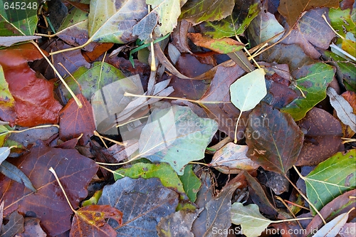 Image of Leaves