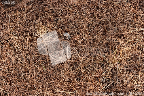 Image of Pine Leaves