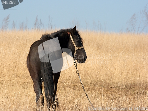 Image of Horse
