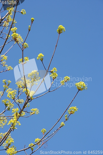 Image of Spring flowers