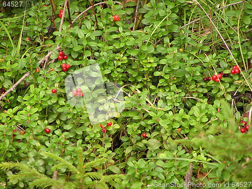 Image of Red berries