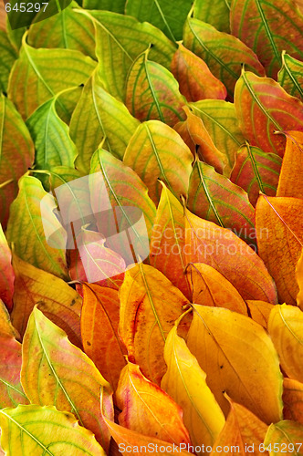 Image of Autumn leaves background