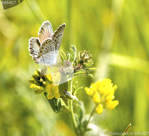 Image of butterfly