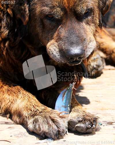 Image of Dog Eating Fish