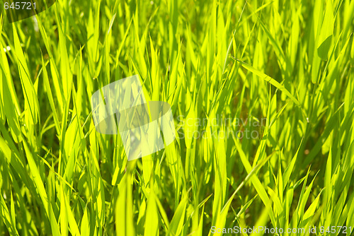 Image of green grass