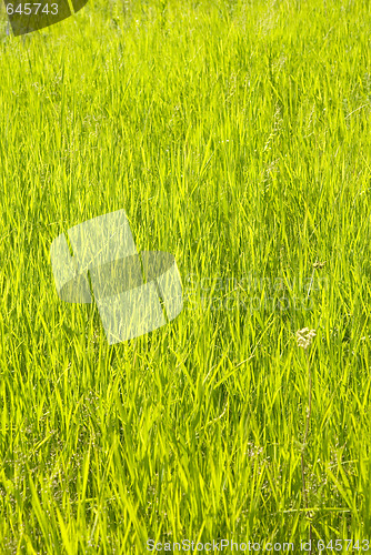 Image of green grass