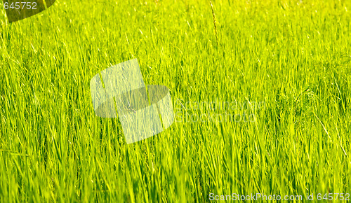 Image of green grass