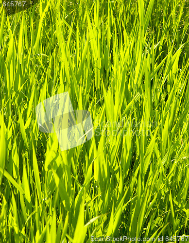 Image of green grass