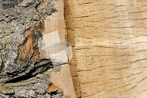 Image of Trunk Close Up