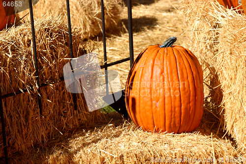 Image of Up Close - Pumpkin