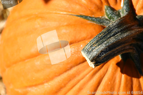 Image of Up Close - Pumpkin