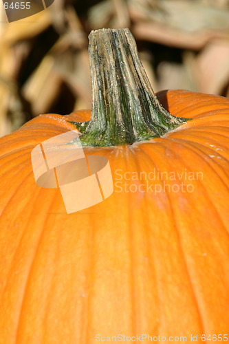 Image of Up Close - Pumpkin