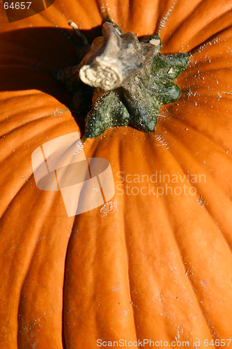 Image of Up Close - Pumpkin
