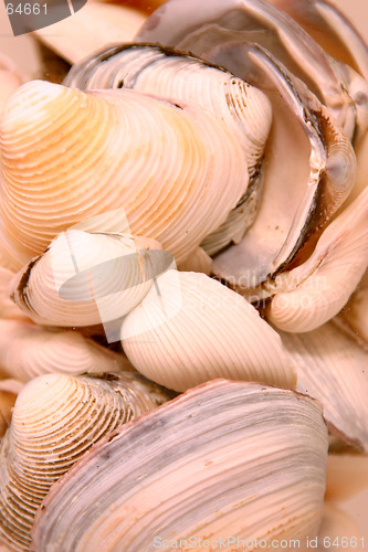 Image of Seashells in the Glass