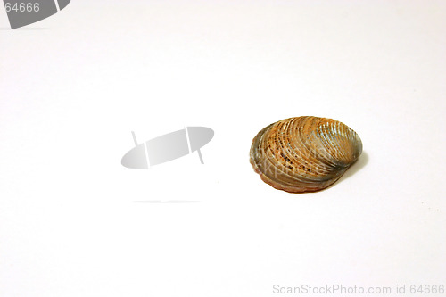 Image of The Seashell