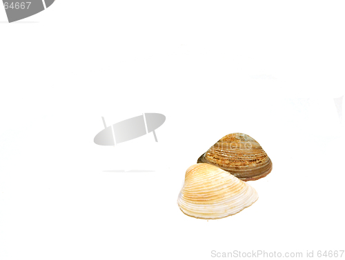 Image of Seashells Side by Side