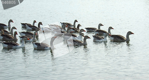 Image of geese