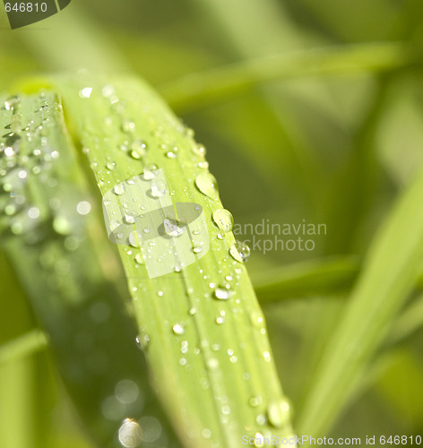 Image of dew