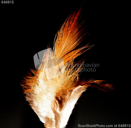 Image of Feather