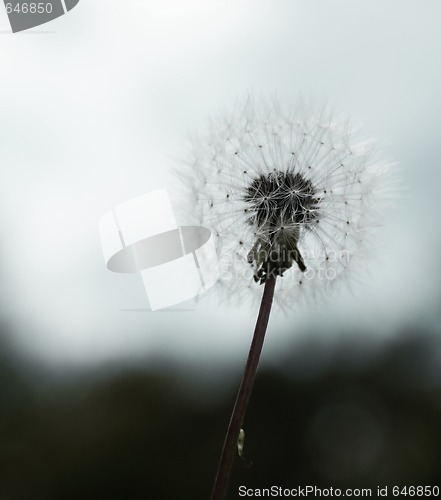 Image of dandelion