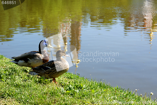 Image of duck family