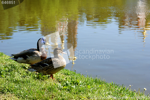 Image of duck family