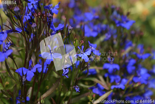 Image of Lobelia