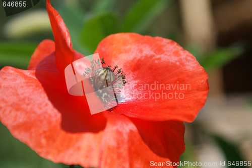 Image of Papaver