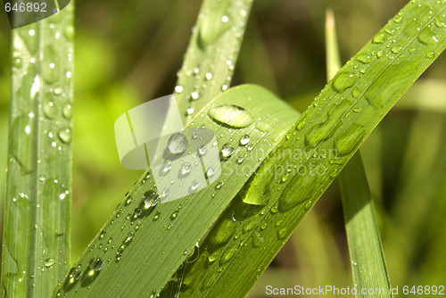 Image of dew