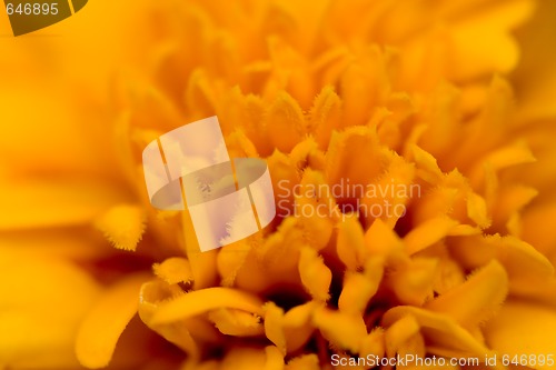 Image of yellow beautiful flower