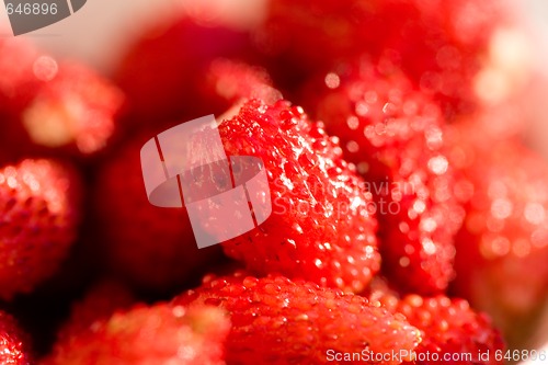 Image of wild strawberries 