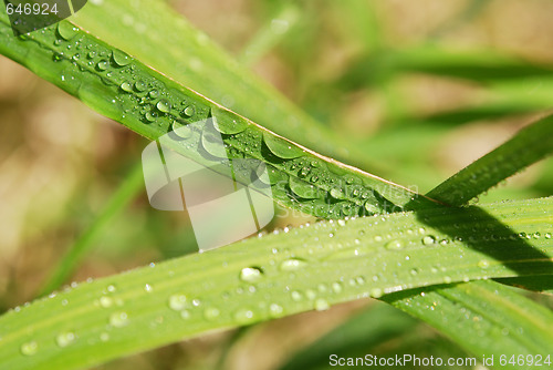 Image of drops