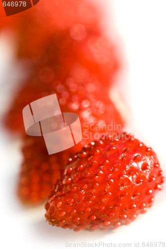 Image of wild strawberries 