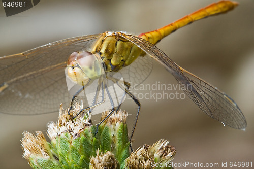 Image of dragonfly