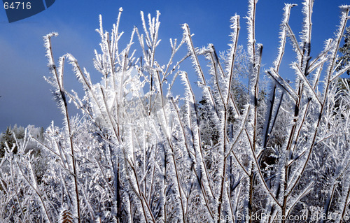 Image of Rime