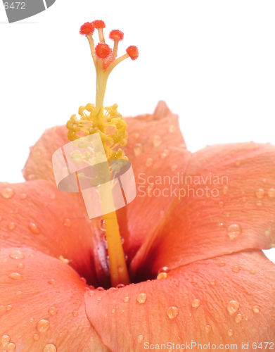 Image of Water drop on hibiscus flower
