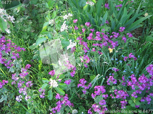 Image of in the Garden