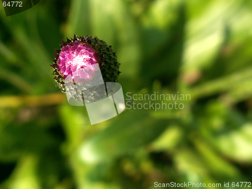 Image of wild flower growing