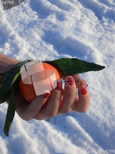 Image of winter mandarin 03